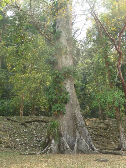 Riesenbaum in Yaxchilan