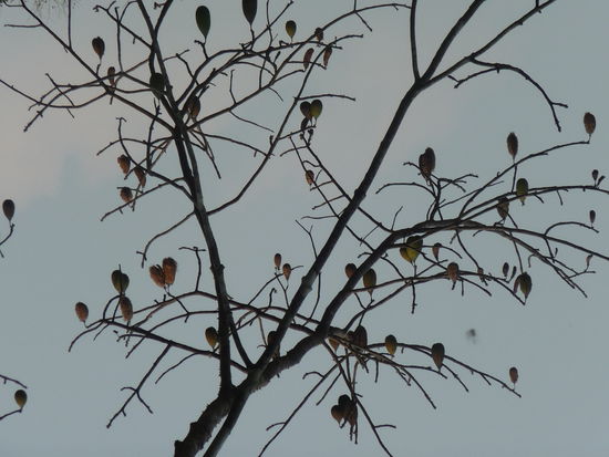 Früchte eines Baumes