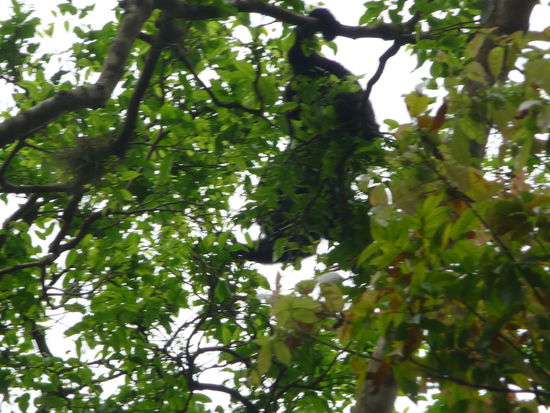 Ist das etwa der berühmte Stadtaffe den Peter Fox so schön besingt....nein einer von vielen Brüllaffen in den Bäumen von Yaxchilan