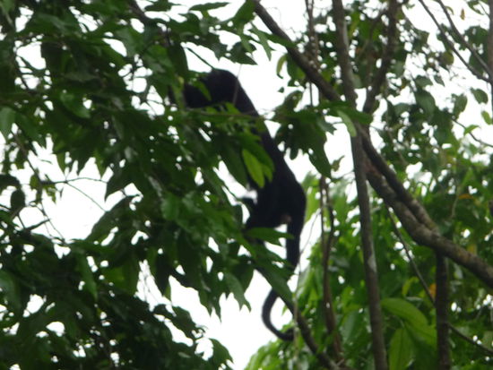 Während man Sie sonst nur hören konnte bekamm man diese Affen in den Bäumen von Yaxchilan auch zu sehen