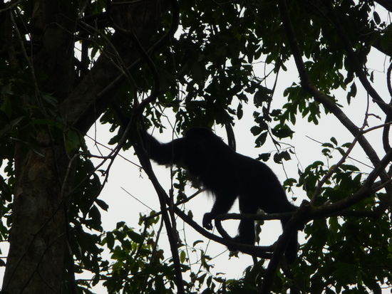 Brüllaffe in Yaxchilan