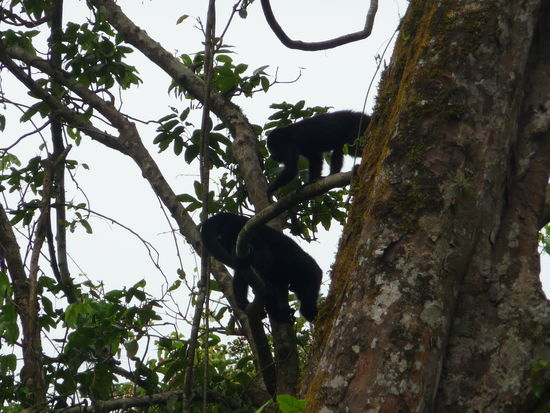 2 Brüllaffen in den Bäumen von Yaxchilan