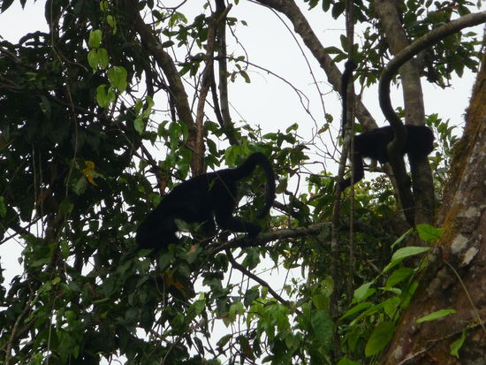 2 weitere Brüllaffen in Yaxchilan