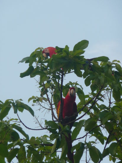 Gleich am ersten Abend kam diese Ara Pärchen angeflogen und machte es sich in den Bäumen des Lacandonen Camps gemütlich.