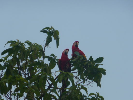 Ara Pärchen in den Bäumen des Lacandonen Camps