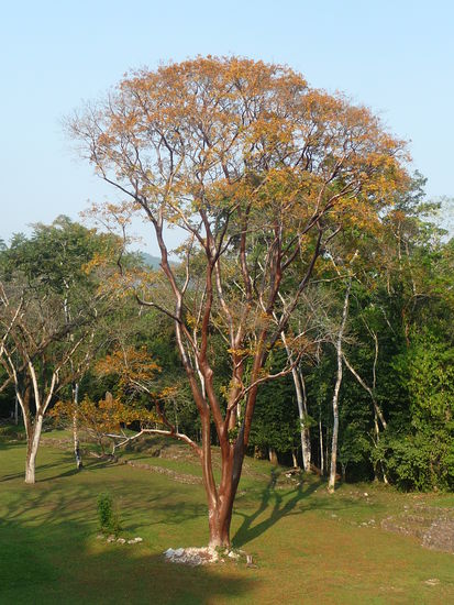 Schön gewachsener Baum