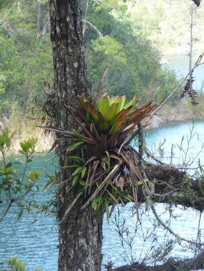 Pflanzen im Nationalpark