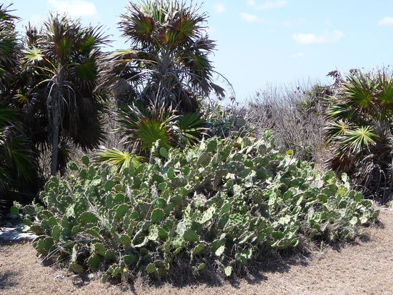 Kakteen in Tulum