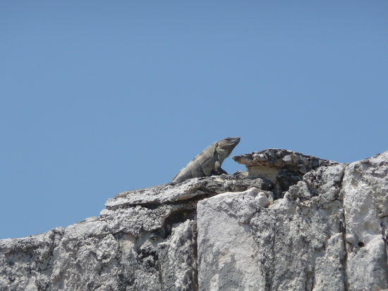 Ständige Begleiter in Tulum Leguan auf Tempel