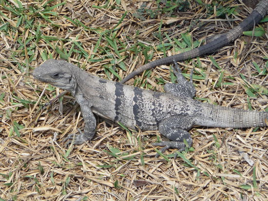Leguane in Tulum