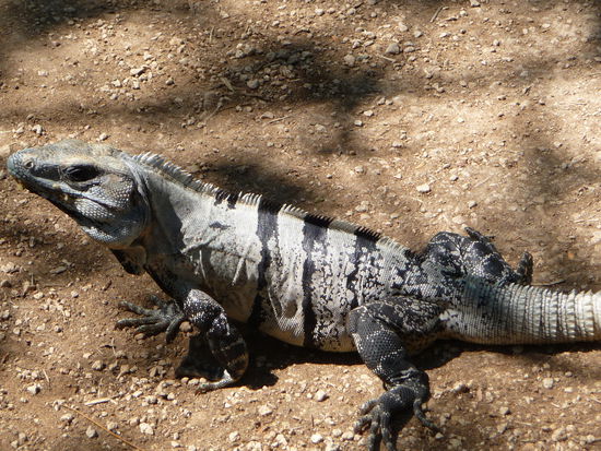 Leguan in Tulum