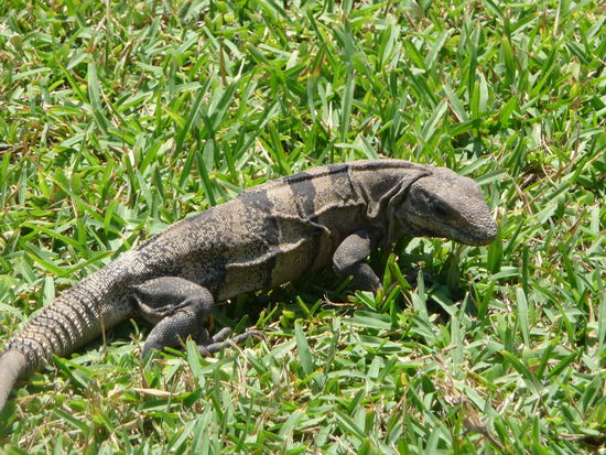 Einer von vielen Leguanen in Tulum