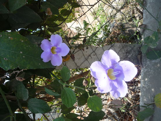 Bunte Blüten am Wegesrand