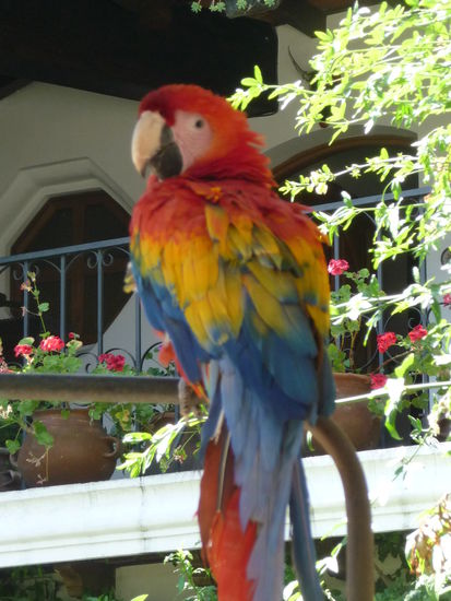 Ara im Hof des Hotels