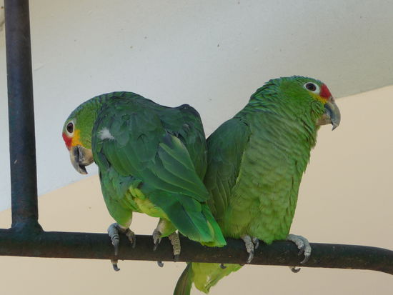 Noch ein Pärchen im Hof des Hotels