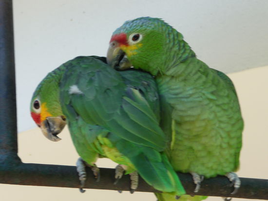 Was sich neckt das liebt sich 