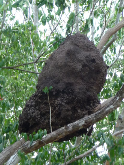 Termitenbau in Coba
