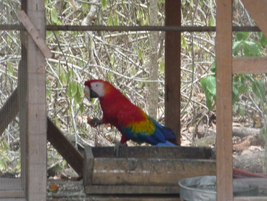 Einer von vielen Aras die im Park von Copan unterwegs sind