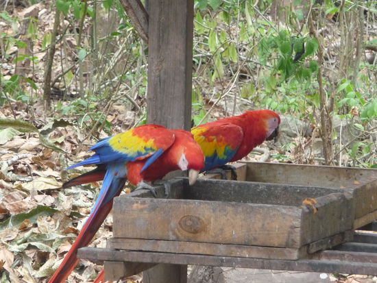 2 Aras bei der Futteraufnahme im Park von Copan