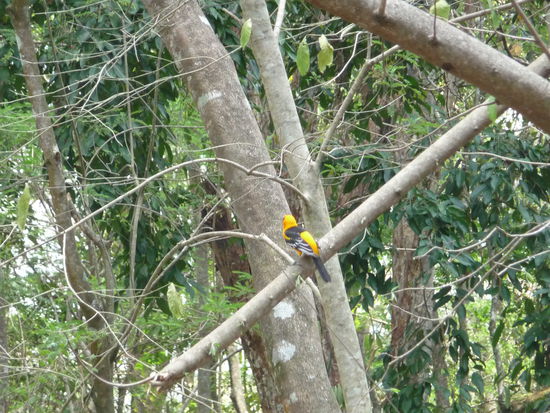 Schöner gelber Vogel  ( Baltimore Oriole ) im Park Copan