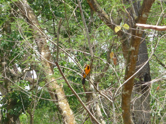Baltimore Oriole im Park Copan