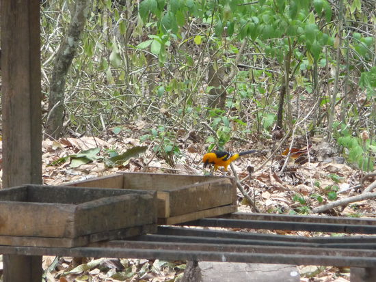 Baltimore Oriole beim futtern im Park Copan