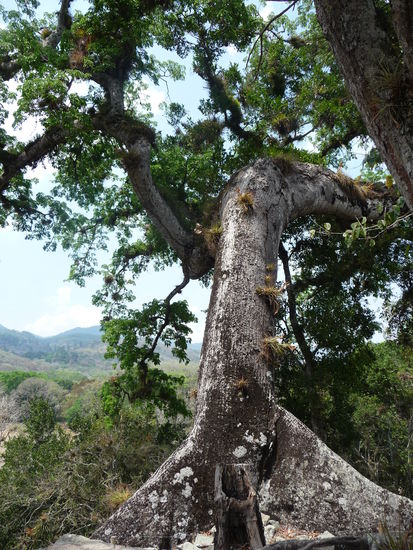 Großer Ceiba Baum auf Tempel 11