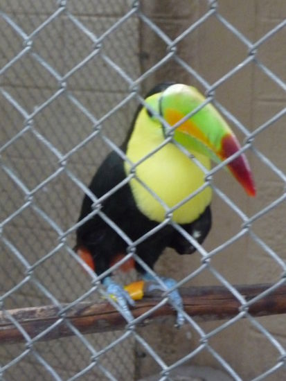 Im Garten der Hotelanlage gab es einige Tukane und Aras