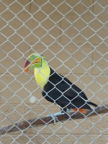 Im Garten der Hotelanlage gab es einige Tukane und Aras