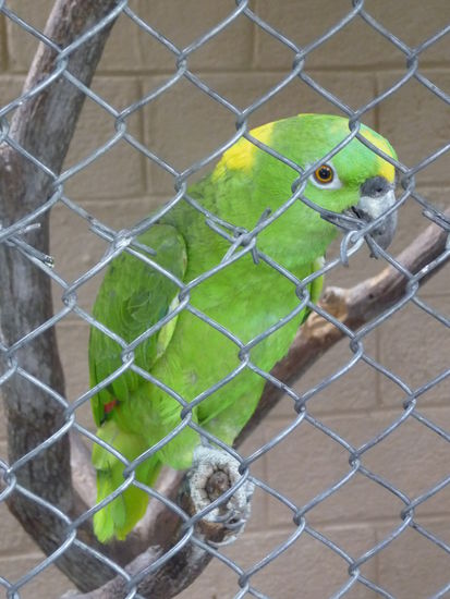 Im Garten der Hotelanlage gab es einige Tukane und Aras
