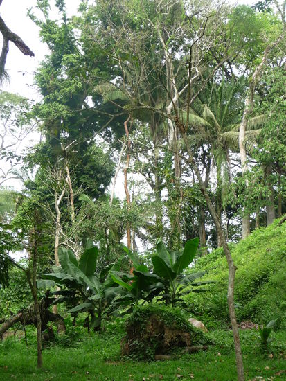 Üppiger Pflanzenwuchs in Quirigua