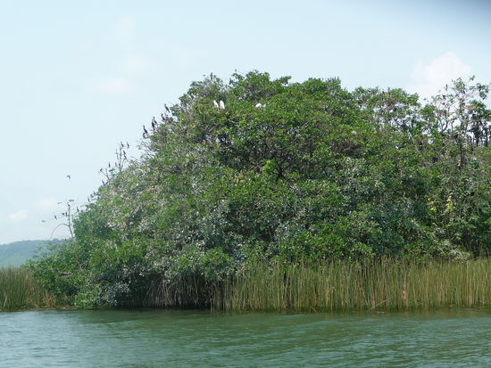 Vogelinsel im Rio Dulce