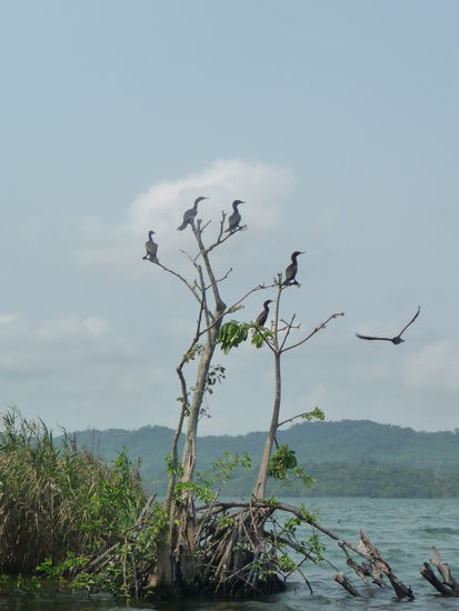 Vogelinsel im Rio Dulce