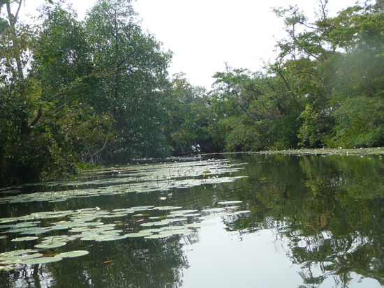 Natur pur am Rio Dulce