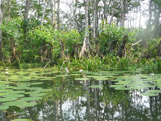 Natur pur am Rio Dulce