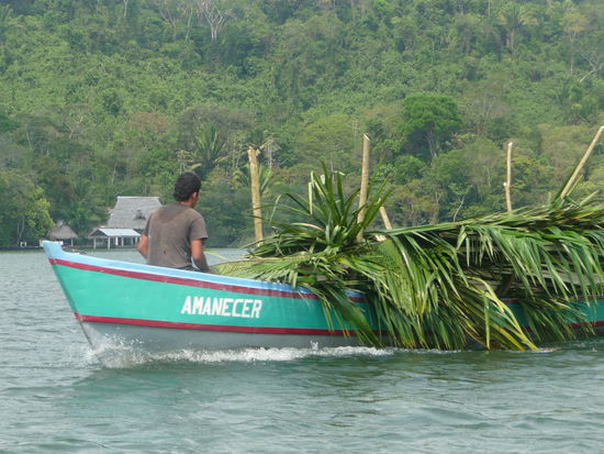 Transport von Baumaterial aus Pflanzen