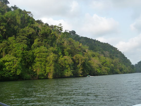 Wunderschöne Natur am Rio Dulce
