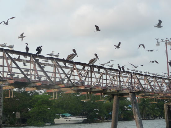 Vögel empfangen uns an der Mündung des Rio Dulce in Livingston