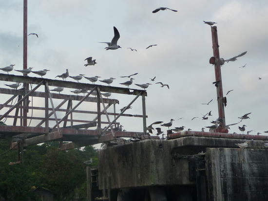 Vögel empfangen uns an der Mündung des Rio Dulce in Livingston