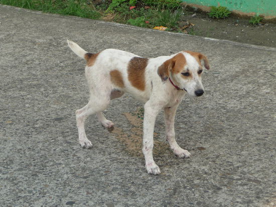 Dieser Hund erleichtert sich gerade auf der Straße als er mich sieht 