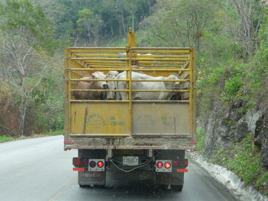 Dieser LKW fuhr regelmäßig Schlangenlinien so das ich davon ausging das der Fahrer betrunken ist.Das Nachsehen hatten die Rinder auf der Ladefläche die sich kaum auf Ihren vier Beinen halten konnten und mehrere mal zu Boden gingen.
