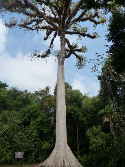 Gigantischer Caoba - Ceiba Baum