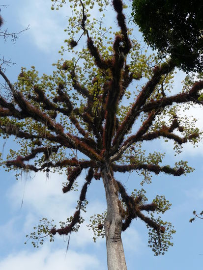 Caoba - Ceiba  Baum