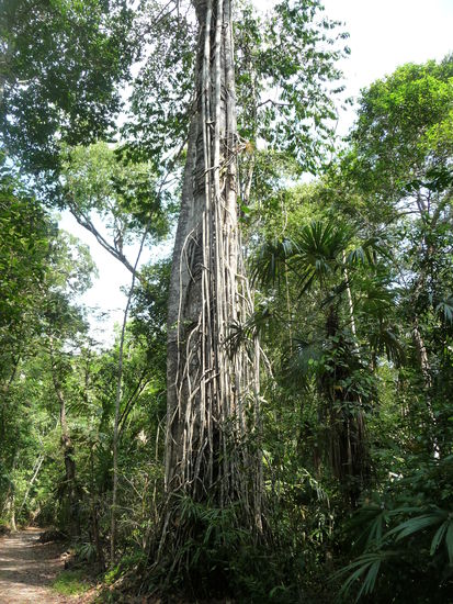 Weiter geht es durch den Regenwald