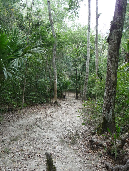 Weiter geht es steil Bergauf durch den Dschungel von Tikal zur Zone Nord und seinem Komplex P