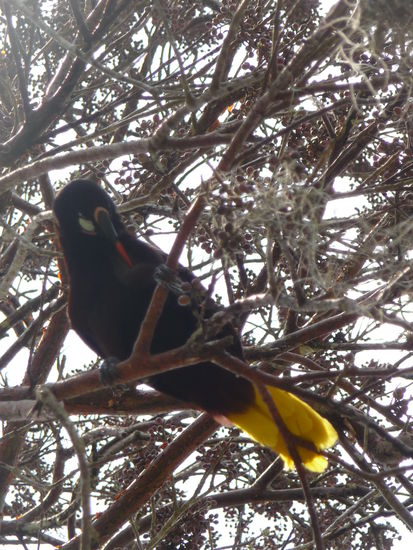 Ein weiterer Montuzuma Goldschwanz Vogel in Tikal