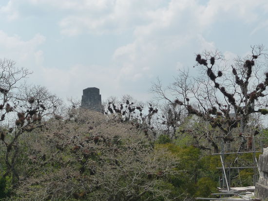 Blick von Tempel II über die Baumspitzen auf Tempel IV