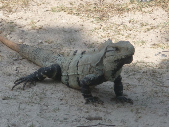 Wie auch in Tulum hatten wir auch in Chichen Itza reichlich Besucher in Leguanform