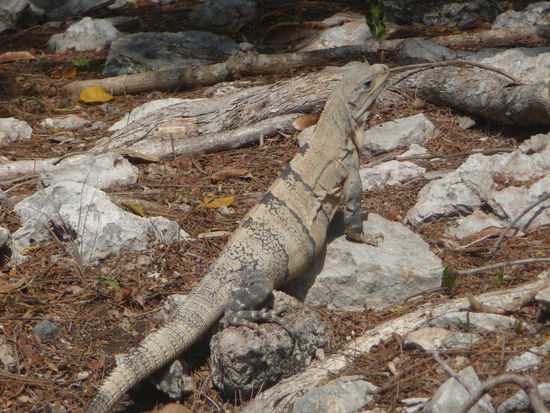 Leguan in Chichen Itza