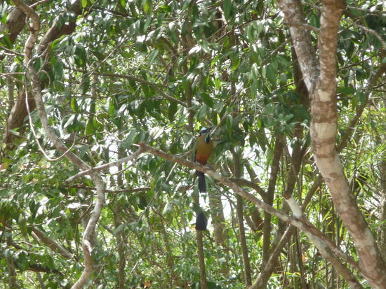 In der Mitte des Fotos ist ein wunderschöner Motmot zu sehen mit seiner langen Schwanzfeder